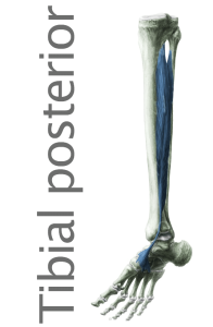 ubicación del tibial posterior